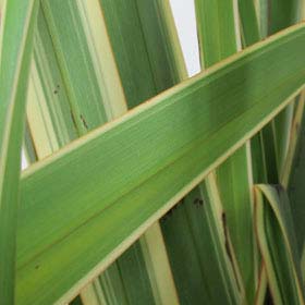 Flax, Variegated New Zealand